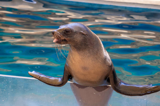 Sea lion clinging to the edge