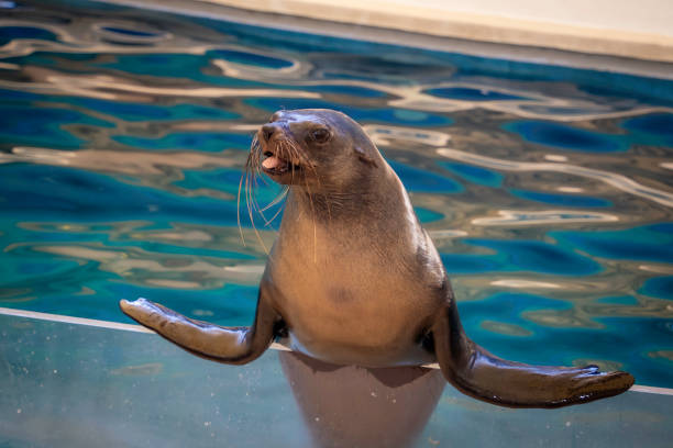 Sea lion tilting its head