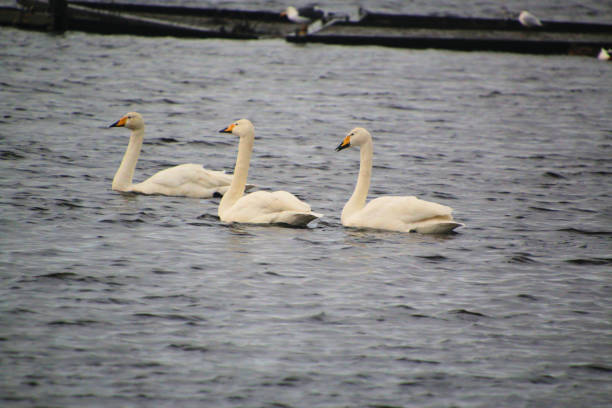 istock A view of a Whooper Swan 2157667817
