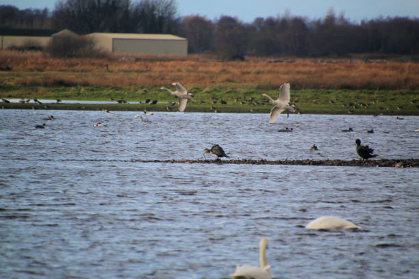 istock A view of a Whooper Swan 2157667894