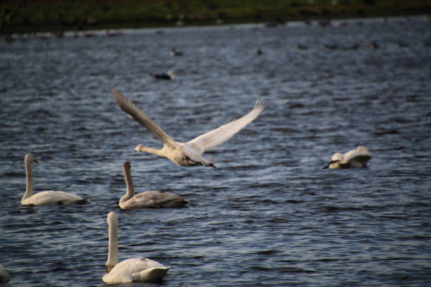 A view of a Whooper Swan at Martin Mere Nature Reserve