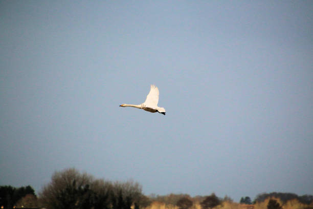 A view of a Whooper Swan at Martin Mere Nature Reserve
