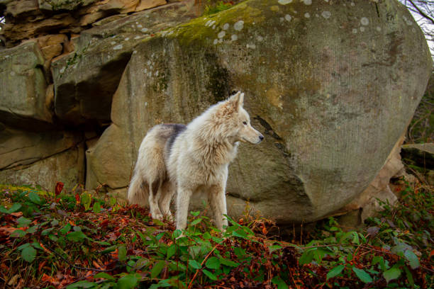 istock lonely wolf portrait in autumn dramatic rocky forest natural environment space with orange October seasonal colors 2157668243