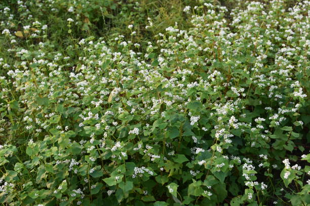 istock Close-up buckwheat flower 2157669473
