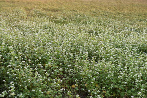 Beautiful scenery of a buckwheat field in full bloom.