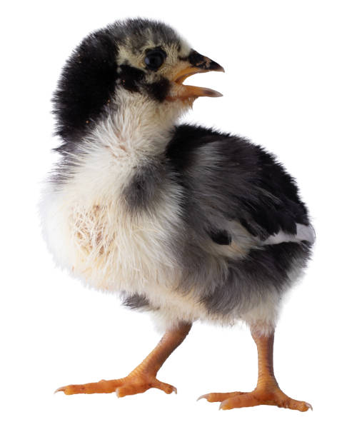 istock Young chicken chick making a lot of noise 2157669909
