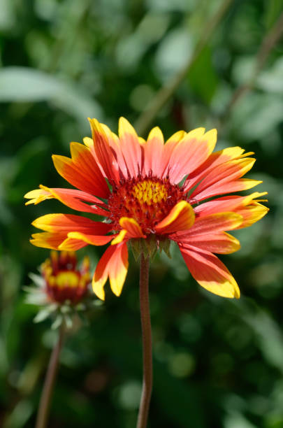 istock beautiful gaillardia flower 2157670008
