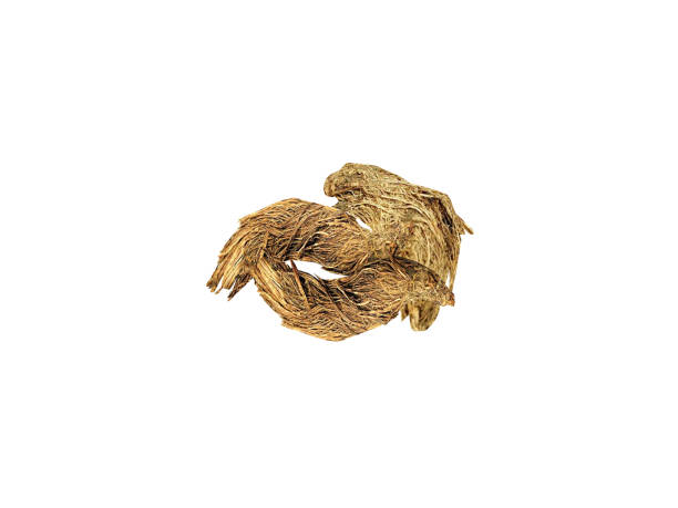 istock Nardostachys jatamansi roots bark 2157670691