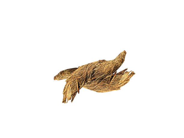 istock Nardostachys jatamansi roots bark 2157670714