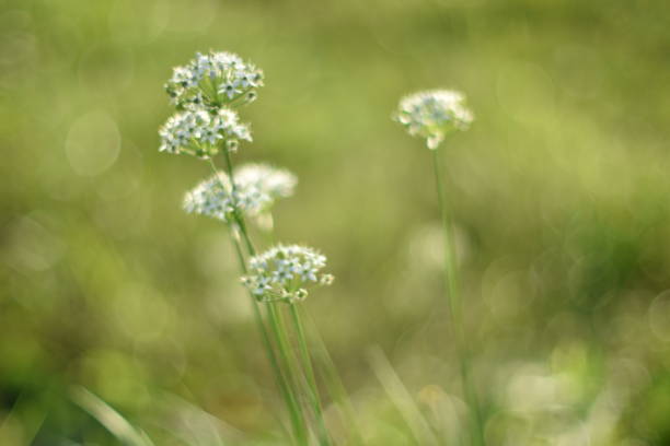 Close-up of white wildflowers photographed with a manual lens.