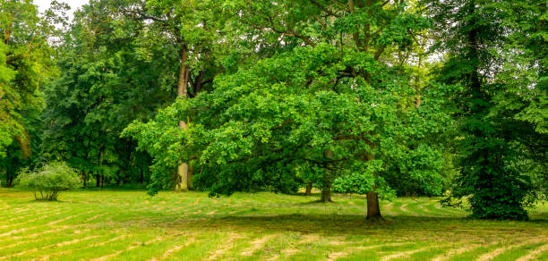 istock a mowed meadow in the park and green trees 2157671068