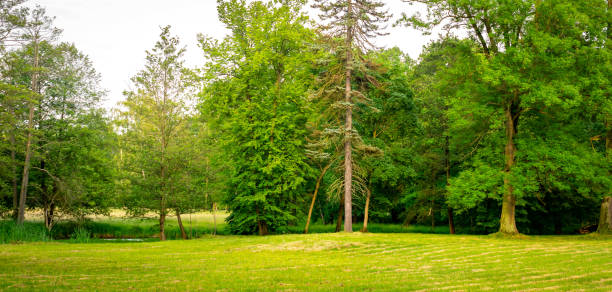 a mowed meadow in the park and green trees