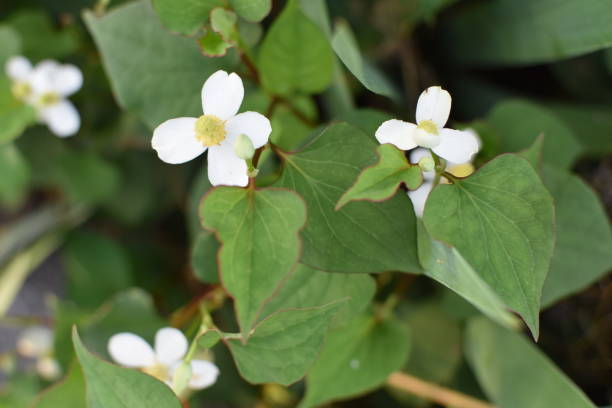 istock Houttuynia cordata flower 2157671611