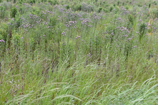 istock Beautiful wildflowers blooming in clusters. 2157672032