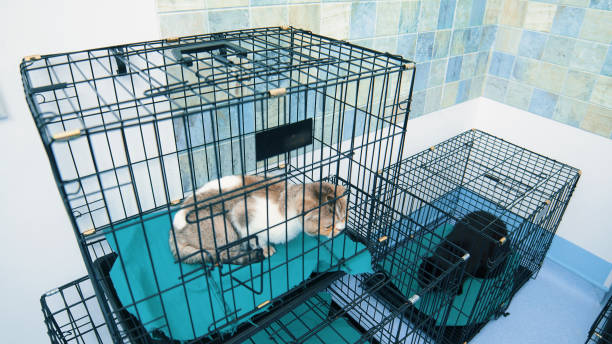 istock Cats Resting in Cages at Animal Hospital 2157673673