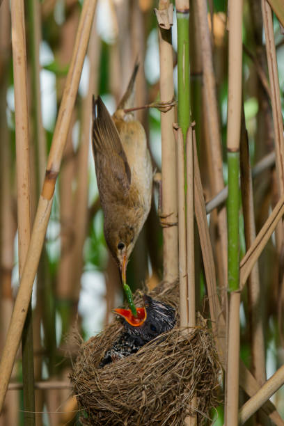 Reed warbler with their nest parasitized by the cuckoo