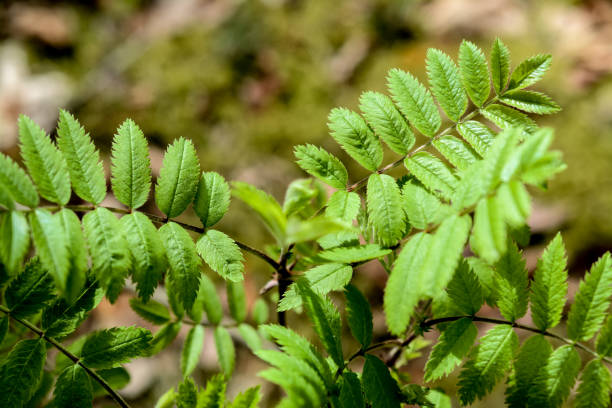 istock Green leaves of a rowan tree in the forest in spring 2157674133