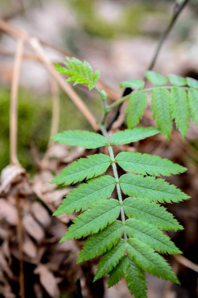 istock Green leaves of a rowan tree in the forest in spring 2157674135
