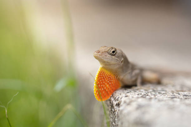 A Anole Lizard in natural habitat showing it's red throat