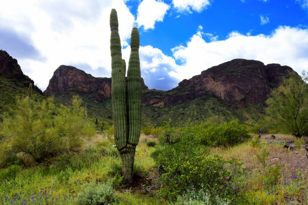 istock Sonora Desert Arizona Picacho Peak State Park 2157677616