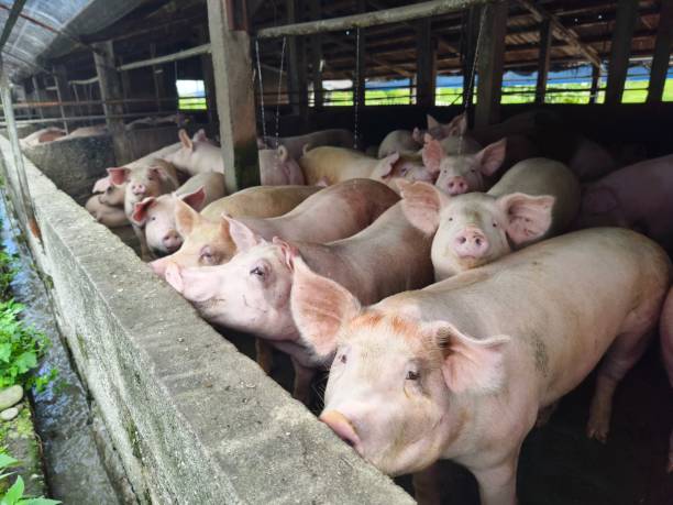 Fat pigs in a sty on a farm.