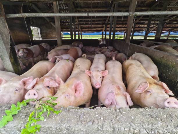 istock Fat pigs in a sty on a farm. 2157678228