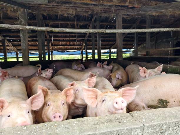 istock Fat pigs in a sty on a farm. 2157678258