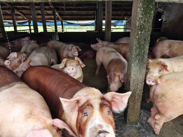 istock Fat pigs in a sty on a farm. 2157678275
