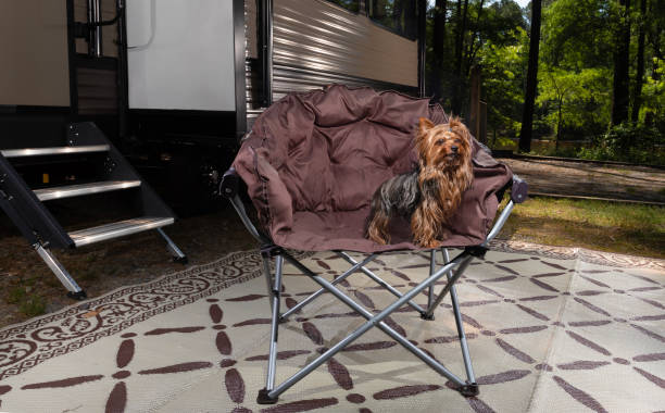 istock Yorkie that's ready to hit the trails 2157678649