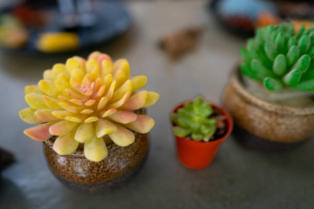 istock Yellow Succulent planted on the pot 2157682290
