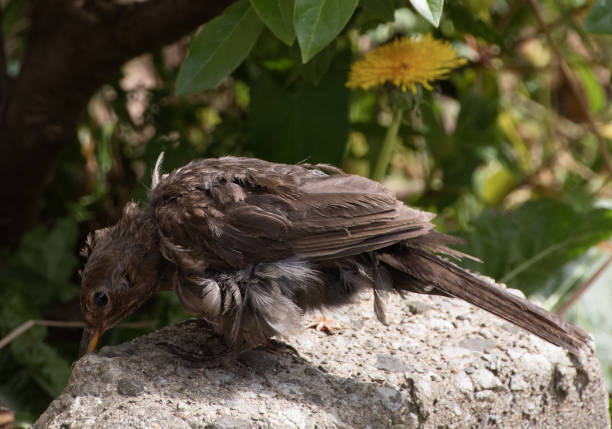 istock molting  black bird  molting    moulting 2157683629