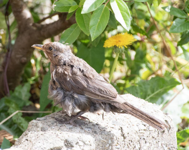 molting  black bird  molting    moulting
