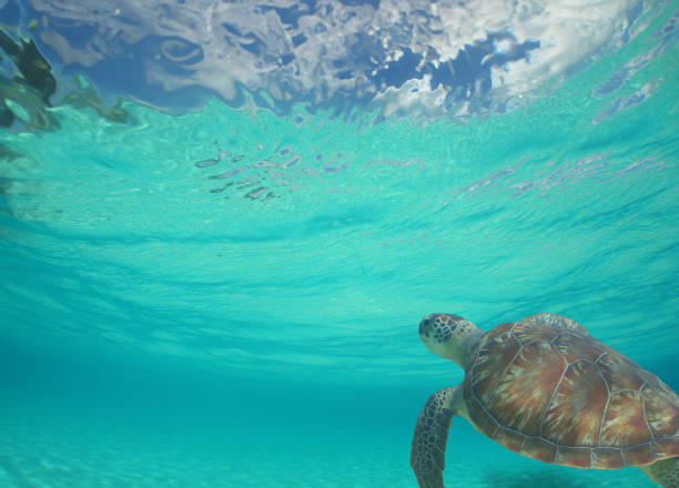 istock a sea turtle on a reef  in the caribbean 2157684776