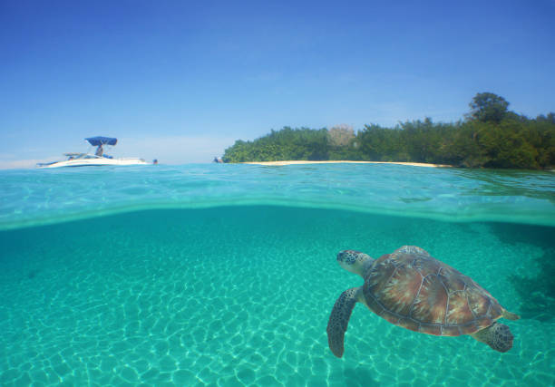 istock a sea turtle on a reef  in the caribbean 2157684788