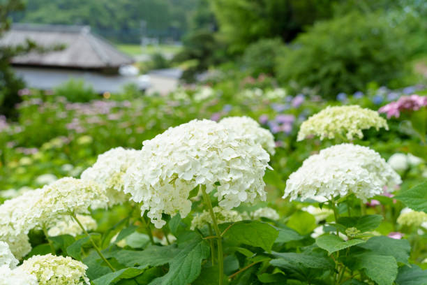 istock Hydrangeas blooming on a mountain slope, Mobara City, Chiba Prefecture 2157684810