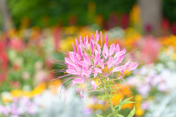 Cleome blooms in colorful flower beds