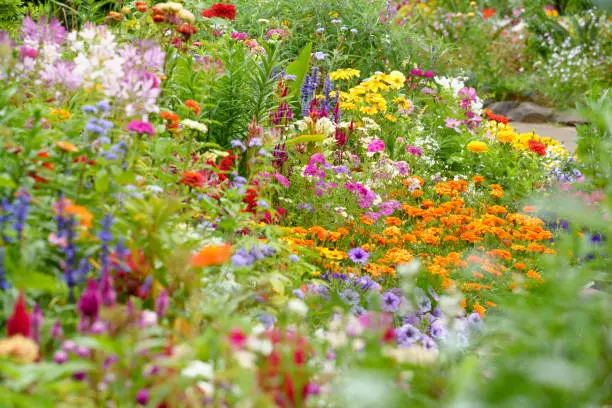 Flower beds in the English Garden with a variety of colorful flowers Flower beds in the English Garden with a variety of colorful flowers