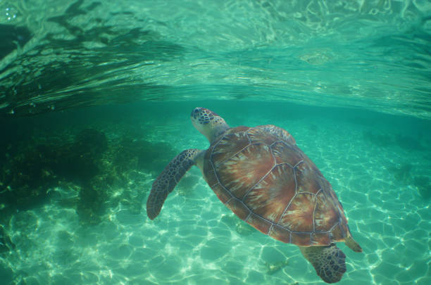 istock a sea turtle on a reef  in the caribbean 2157685104