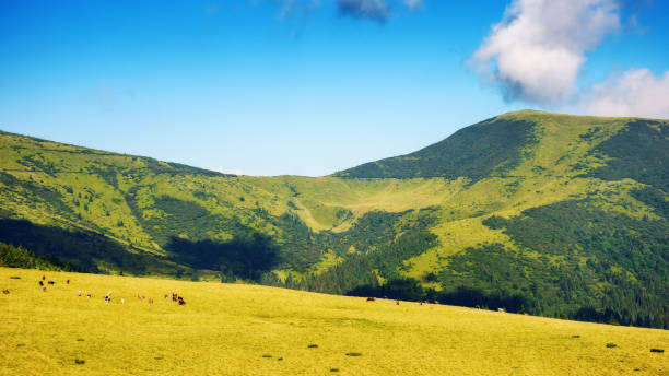 istock green carpathian mountain landscape in summer 2157688143