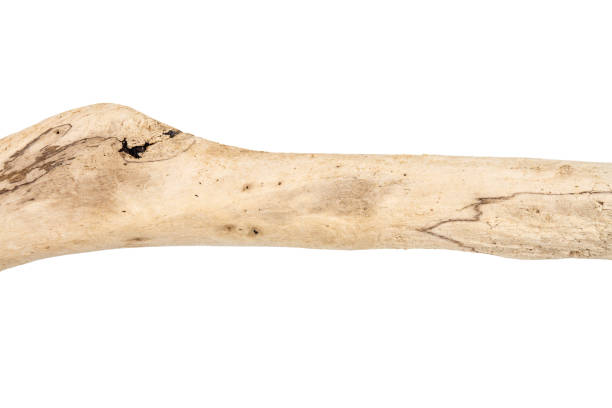 istock Part of driftwood isolated on white 2157689924