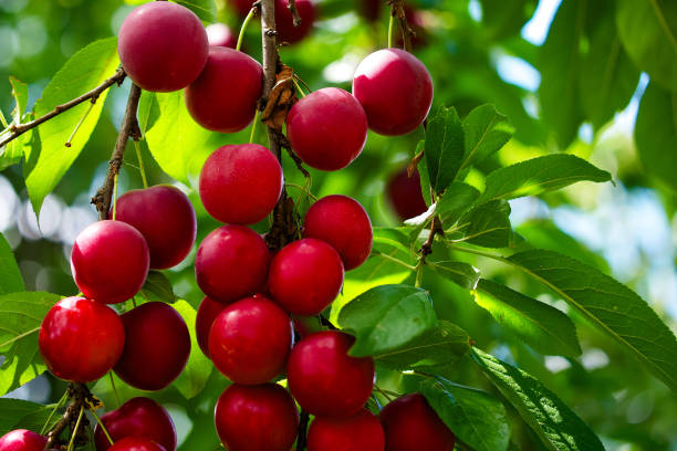 istock A vibrant image capturing ripe, red cherry plums hanging from a tree, surrounded by lush green leaves under natural light; ideal for content related to fresh, organic produce or gardening. 2157690123