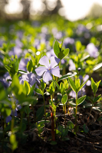 istock Blooming periwinkle in the garden. 2157690125