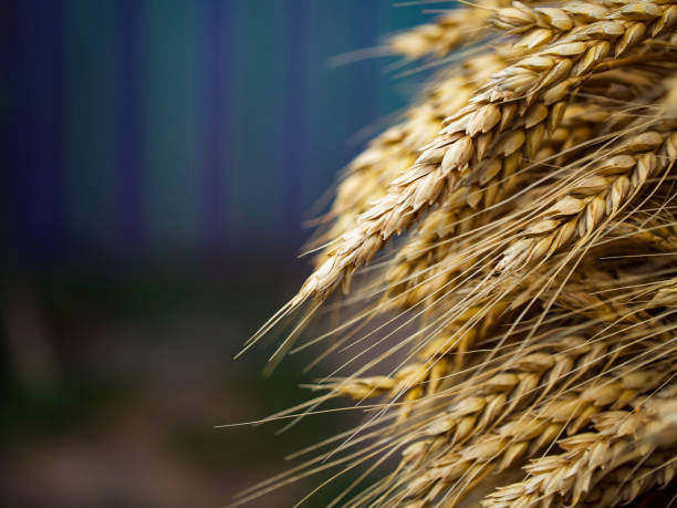istock Sharp detailed capture of matured grain stalks against a soft-focus background epitomizing natural abundance & farm life. 2157690127