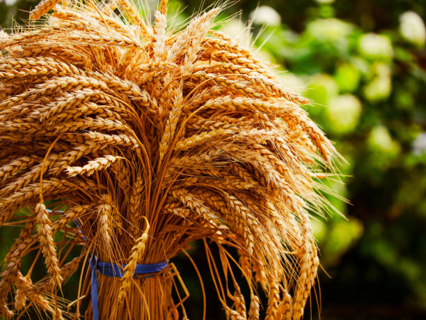 istock Agricultural image showing harvested wheat, ideal for farming-related content. 2157690131