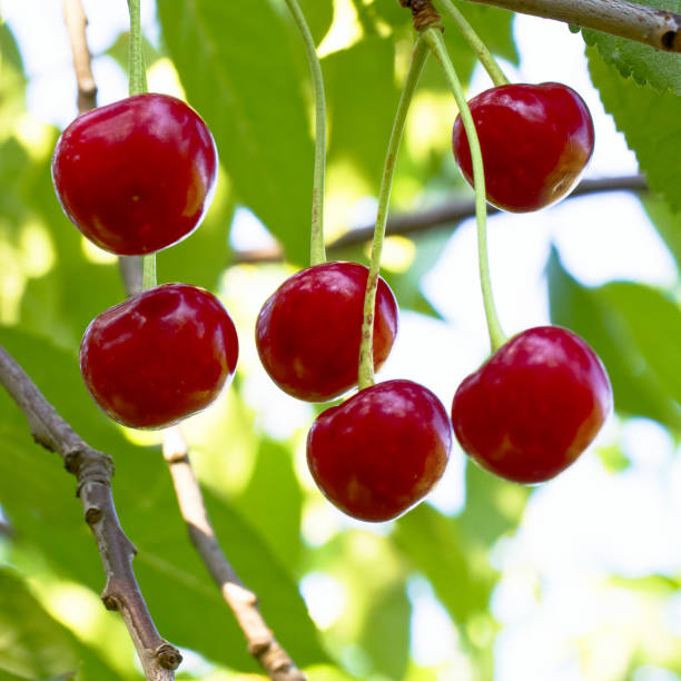 The image highlights the ripening process of cherries surrounded by the lush greenery of leaves in natures setting.