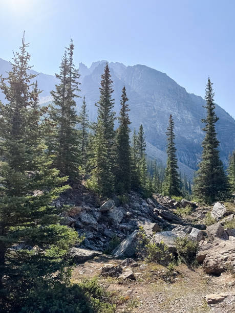 istock Pine forest in the mountains. Moraine Lake,  Alberta. 2157691119