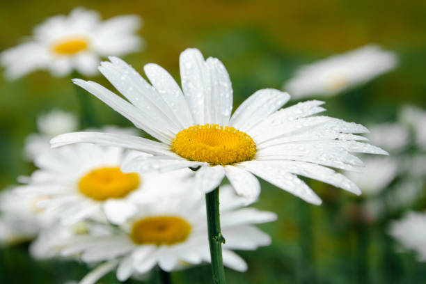 White daisies are blooming on the field. Romantic wildflowers.