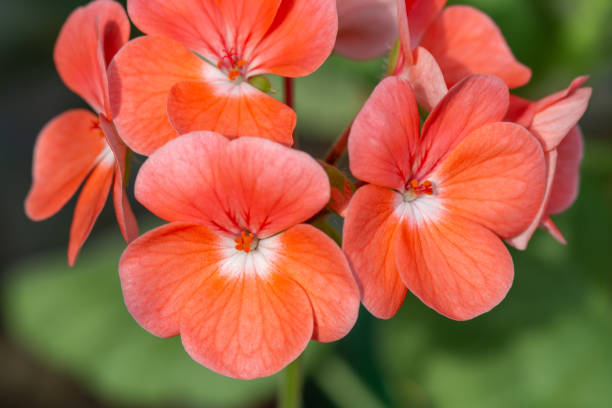 istock Pelargonium flowers (known as geranium, pelargonium or storksbill). Home plants gardening. 2157692054