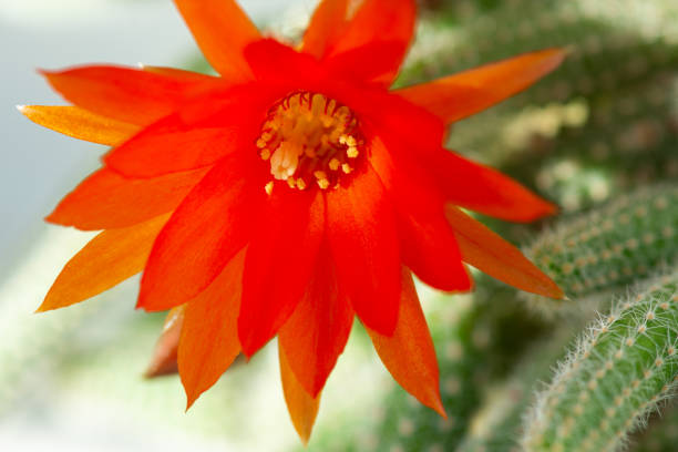 Red cactus flowers (Aporocactus). Home plants gardening.