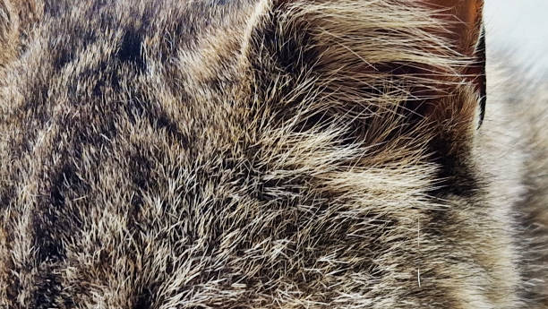 istock Striped cat portrait. Close up 2157693026